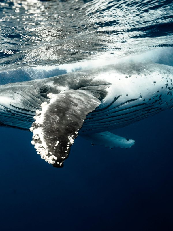 pexels-eliannedipp-4666750